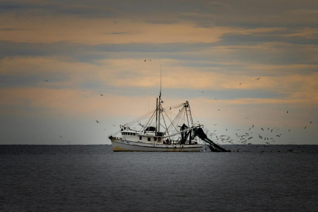A large fishing boat trawls open water, attracting many birds.