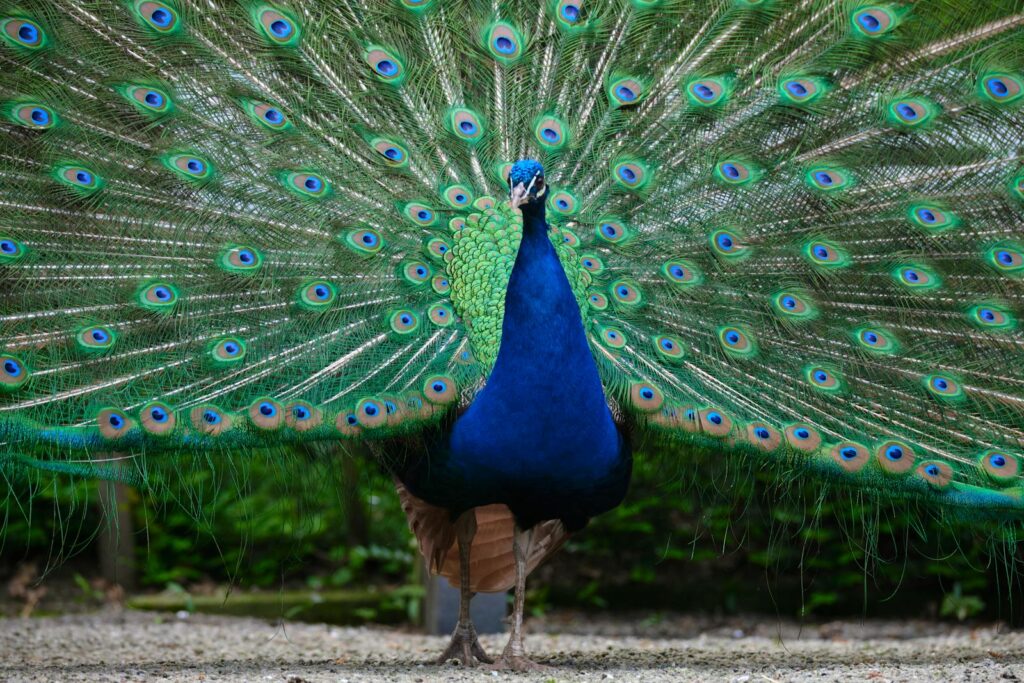 A beautiful blue peacock displays its vibrant feathers.