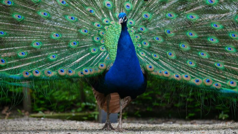 A beautiful blue peacock displays its vibrant feathers.
