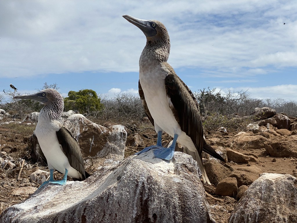 Blue-footed booby and other boobies, possibly vampire ground finch.