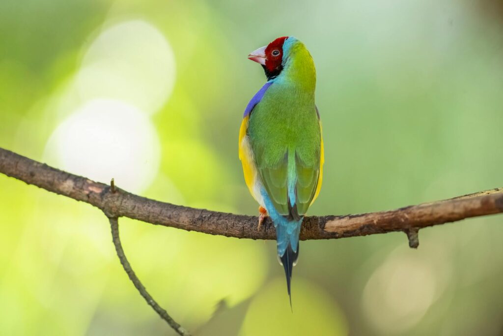 Close-up of a colorful Gouldian Finch perched on a branch in vibrant natural setting.