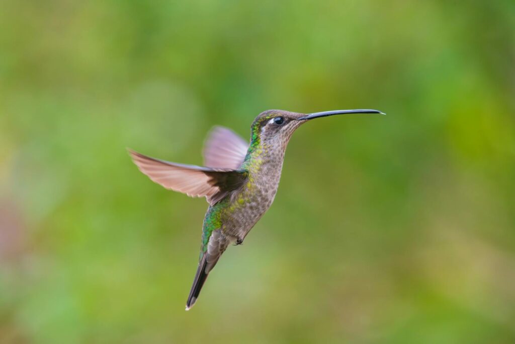 Close-up of a hummingbird flying with blurred green background.
