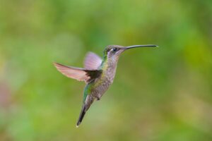 Close-up of a hummingbird flying with blurred green background.