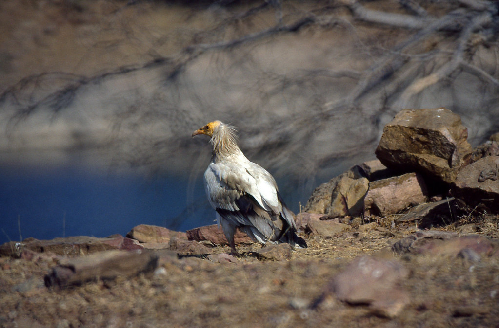 An Egyptian vulture with white feathers and a yellow face perches on a rock.