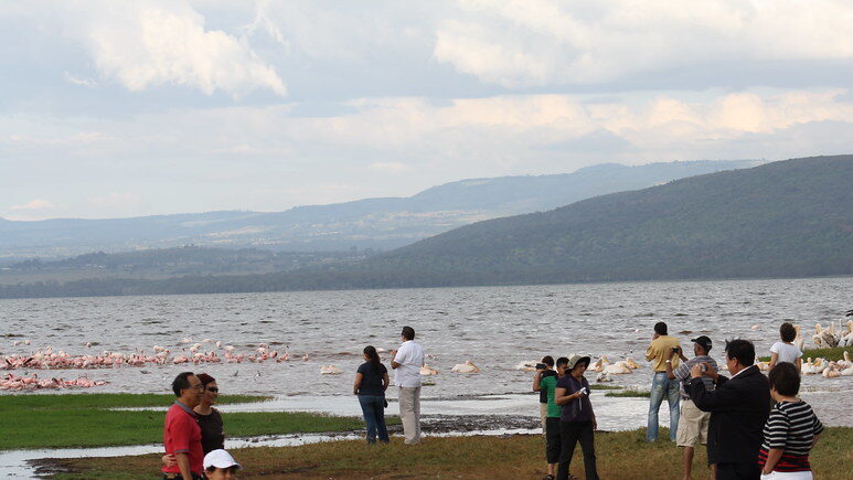 Tourists watching a group of flamingos