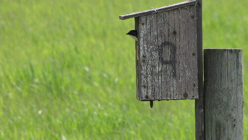 Birdhouse mounted on a sturdy, thick post