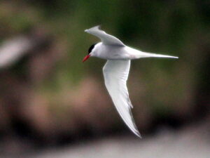 An Arctic Tern soars with a red beak and white and grey plumage.