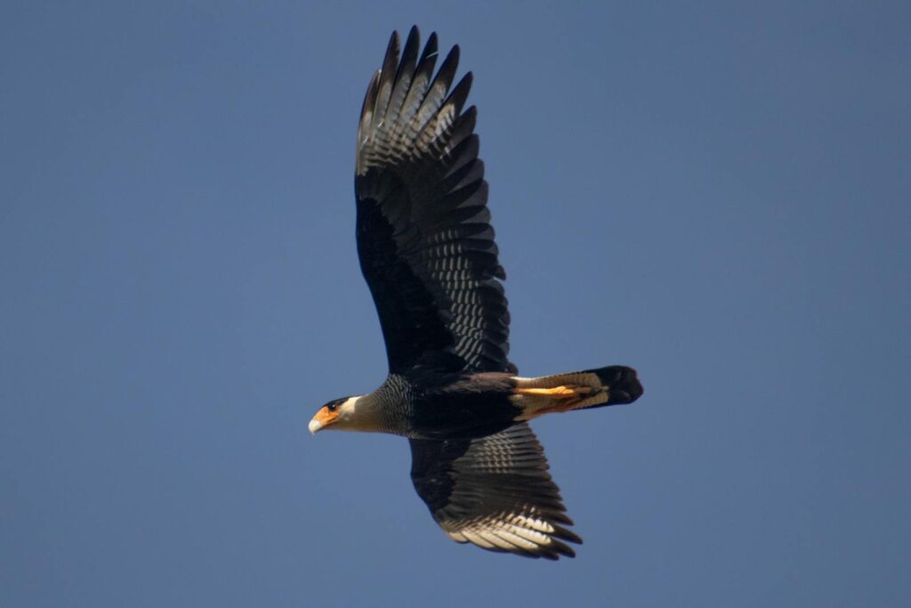 A crested caracara elegantly soars across a clear blue sky.