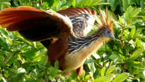 A Hoatzin with a prominent crest spreads its wings among green leaves.
