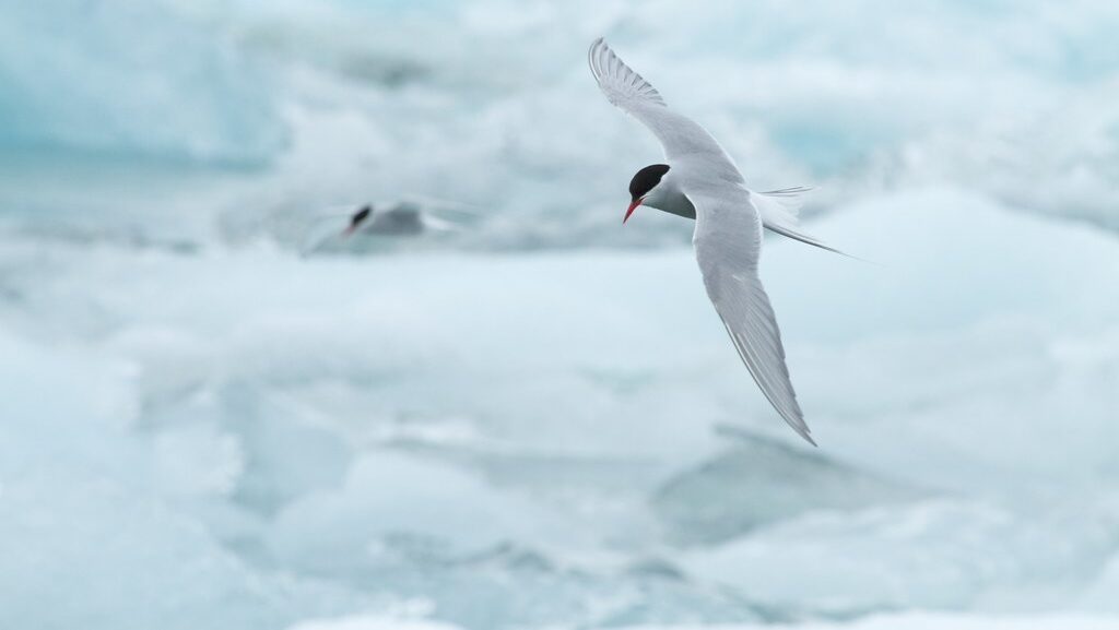 Arctic Tern flying with wings spread wide above a icy landscape