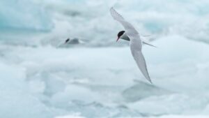 Arctic Tern flying with wings spread wide above a icy landscape