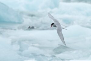 An Arctic Tern flies over a field of ice, its wings extended.