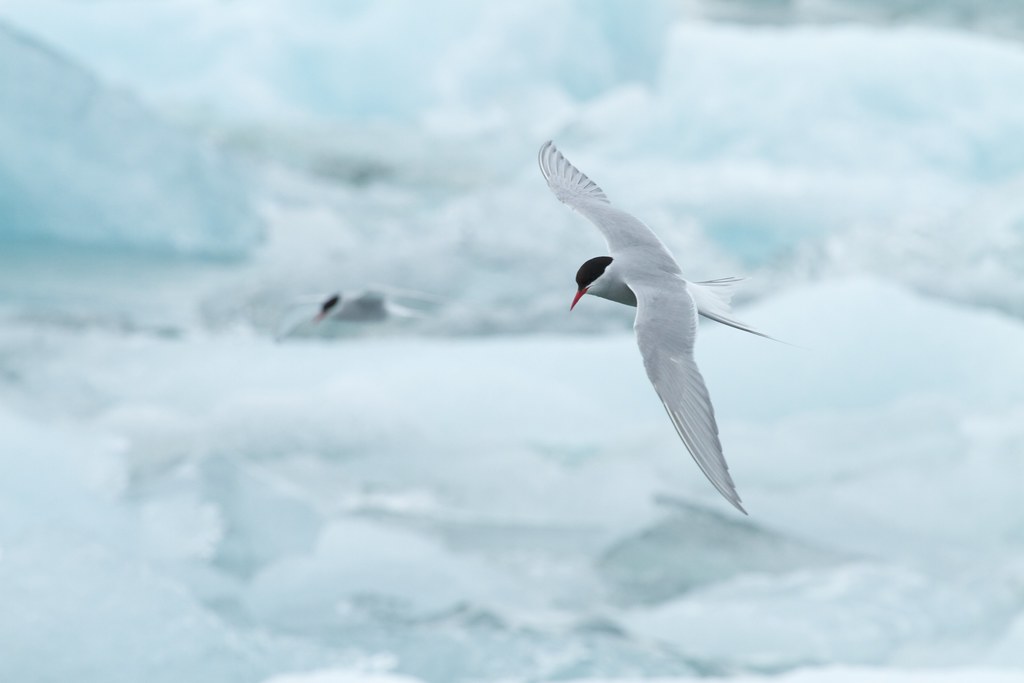 An Arctic Tern flies over a field of ice, its wings extended.