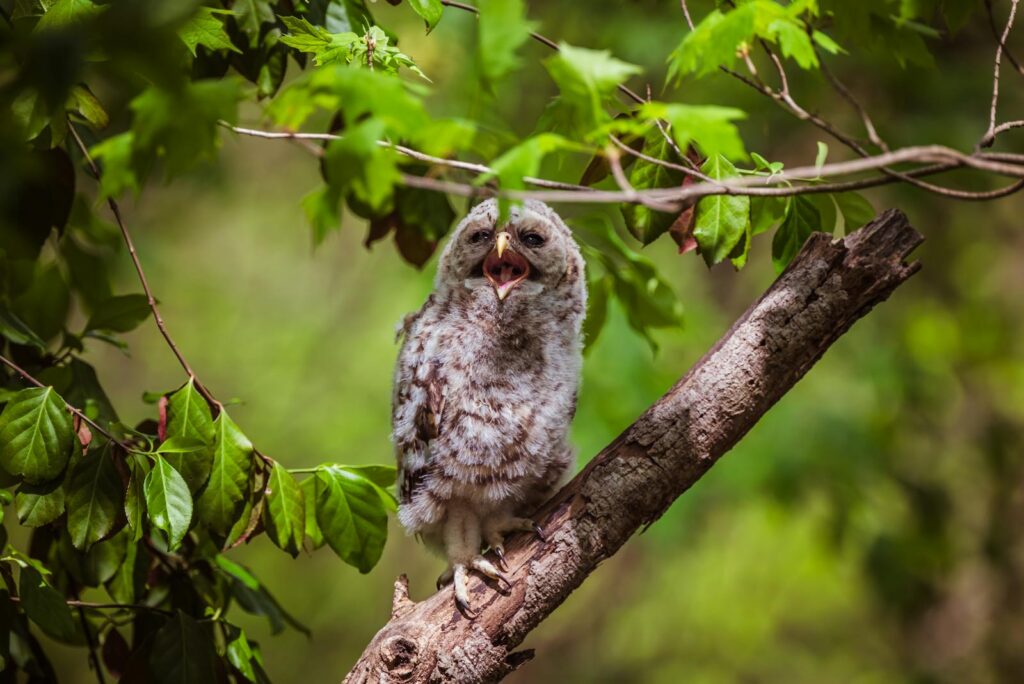 Cute owlet perched on a branch amidst lush green leaves in a serene forest.