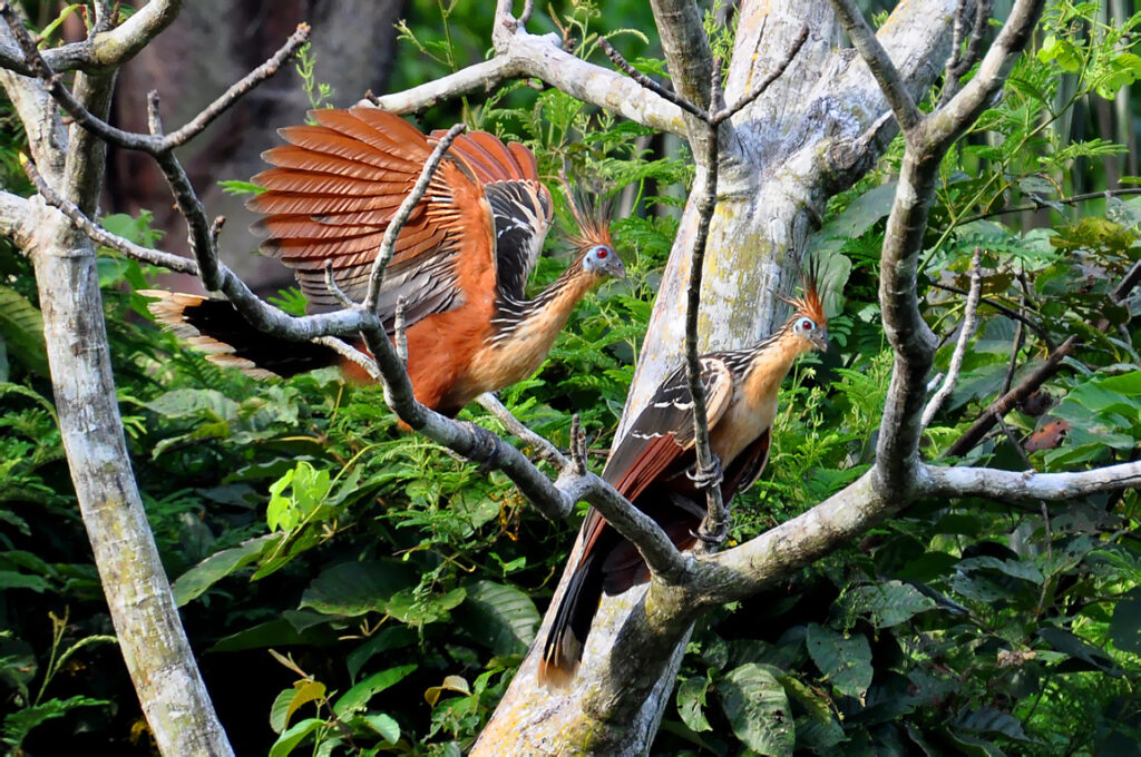 Two Hoatzin birds perched on a branch, one with wings spread.