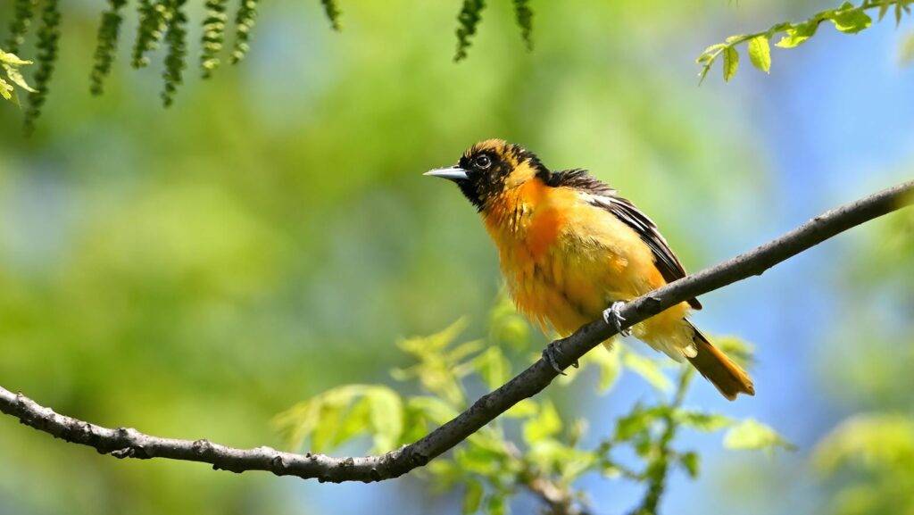 Brightly colored oriole resting on a branch surrounded by green foliage