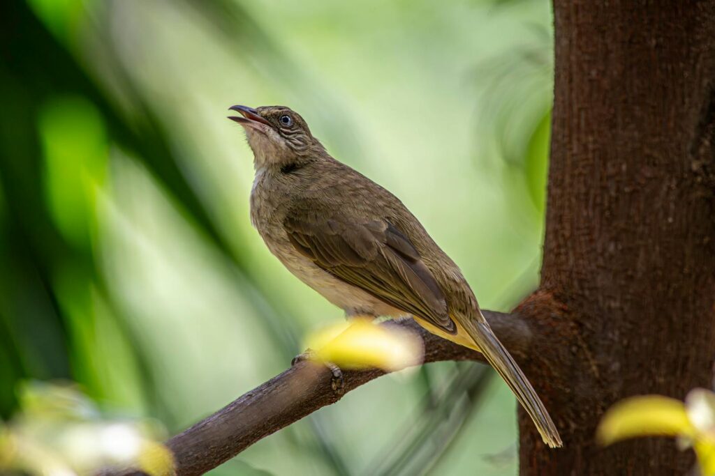 A streak-eared bulbul bird perched on a branch amidst lush greenery.