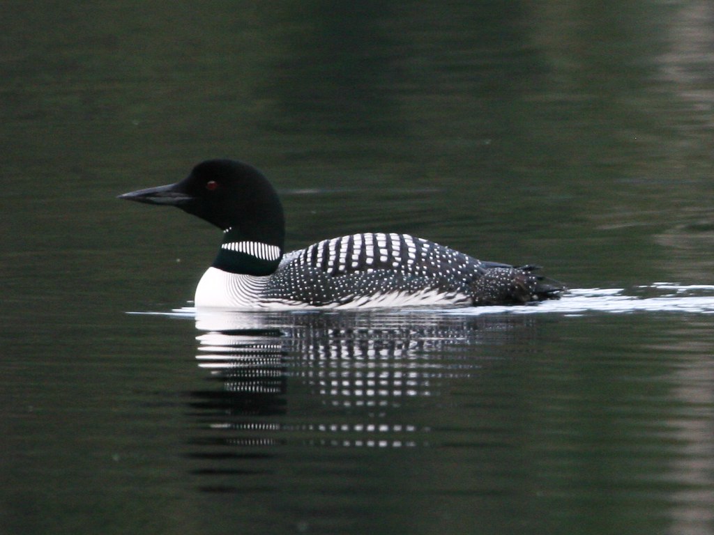 A black and white Common Loon swims in dark water.