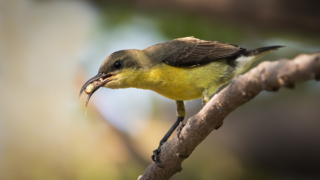 A Yellow-throated Sunbird with bright yellow plumage perches on a branch.