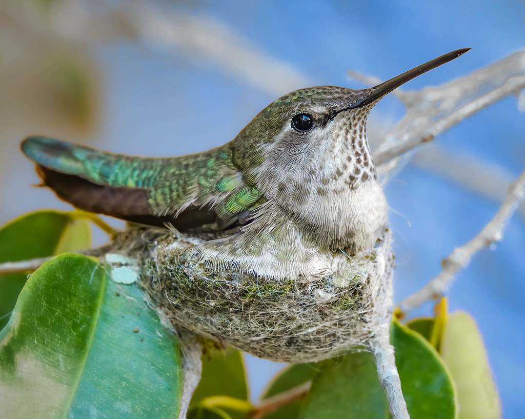 A hummingbird sits attentively in its tiny nest among green leaves.