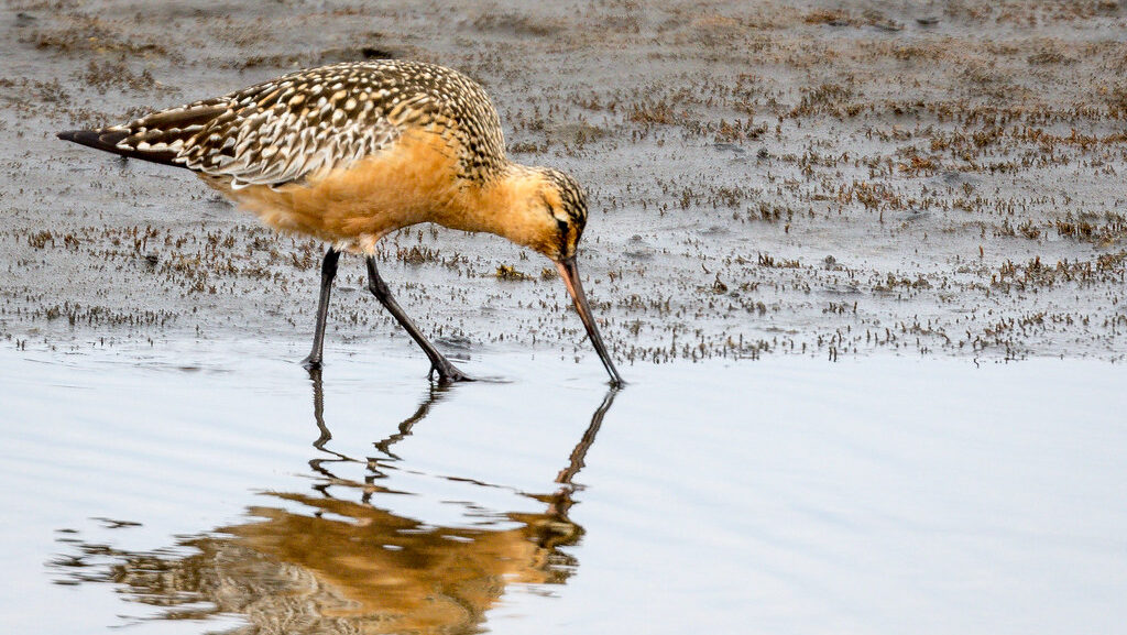 Bar-tailed Godwin in Polovina Lake, Alaska