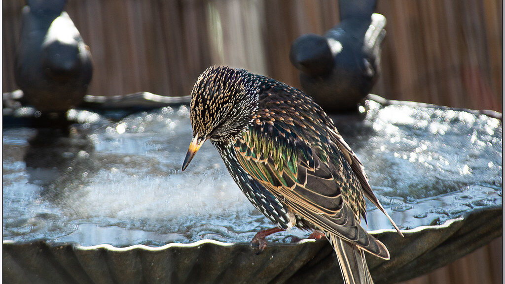Starling perched on the edge of a frozen bird bath looking away