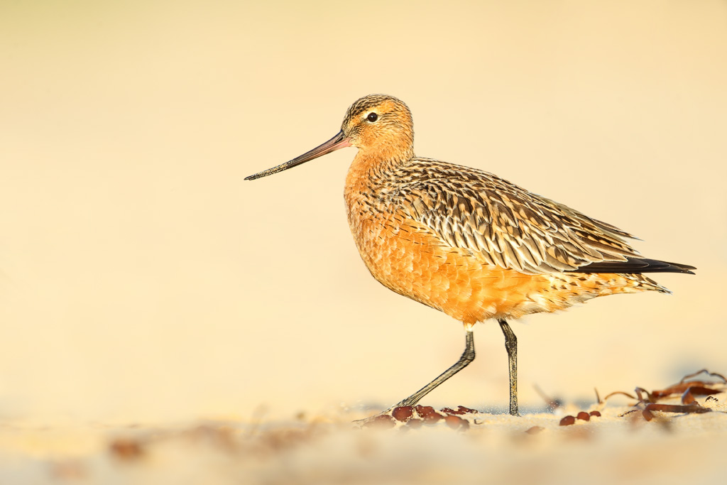 A Bar-Tailed Godwit stands on light-colored sandy ground.