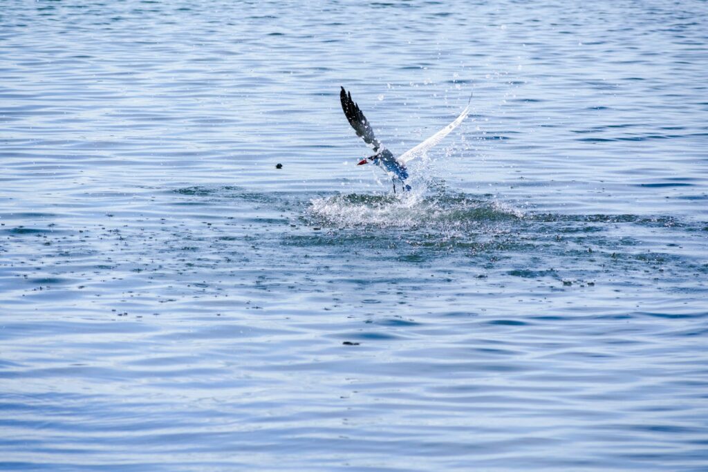 a bird flying over a body of water