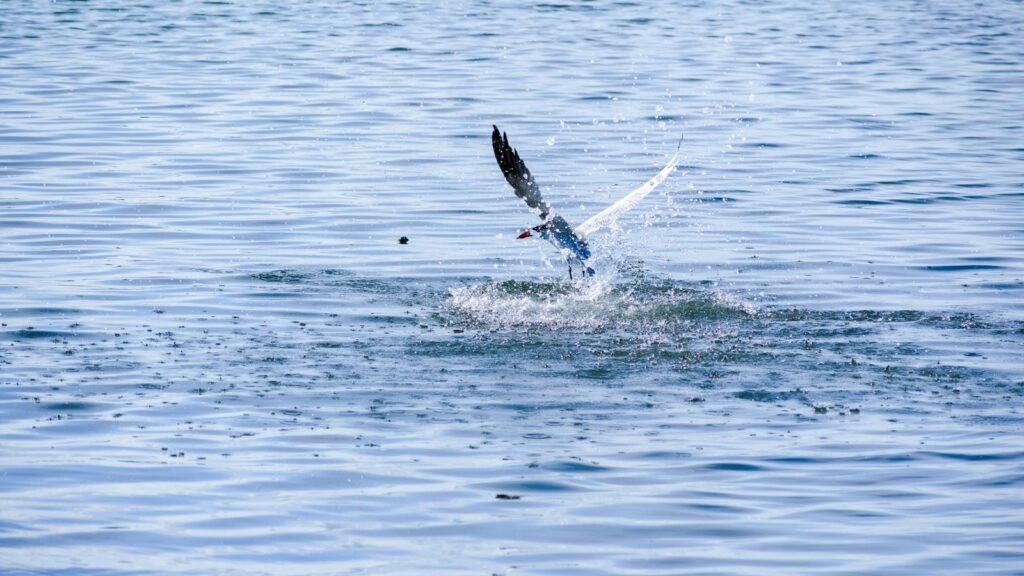 Seabird swooping over water with splashes, hunting for food