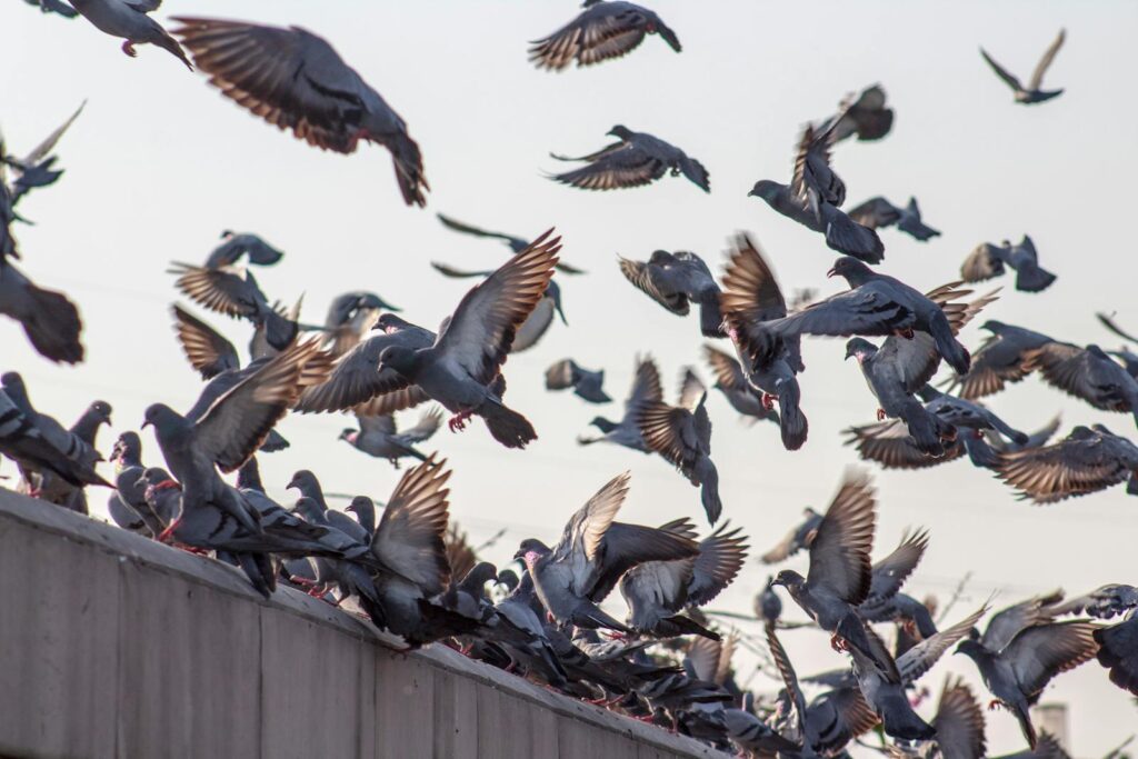 Dynamic image of pigeons flying from a rooftop, capturing the chaotic beauty of nature.