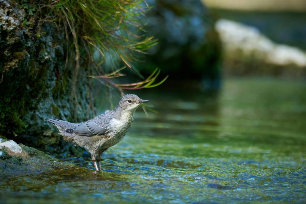 A solitary American dipper stands by a serene lakeshore, embodying wildlife's beauty.