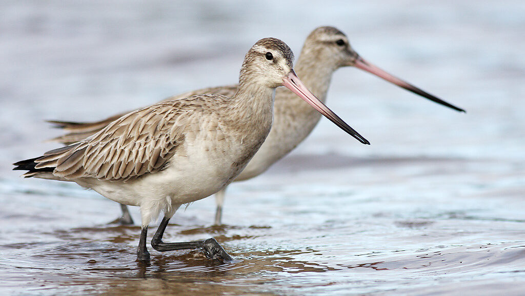 Bar-tailed Godwits strolling side by side in a coastal habitat