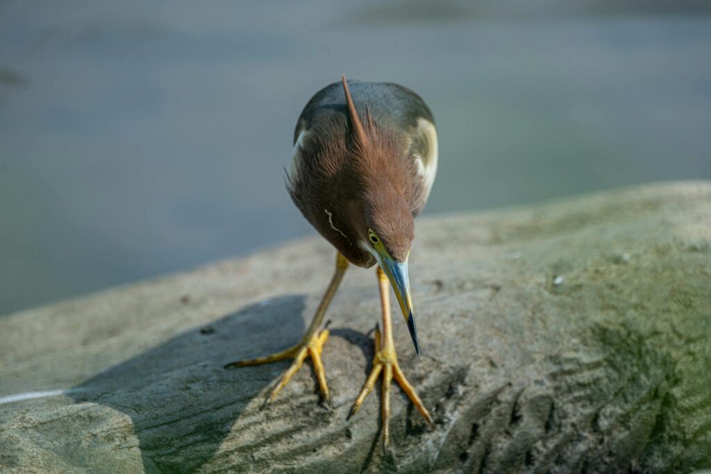 A Green heron with a long neck and dark bill stands on a log.