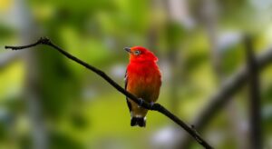 A vivid red Band-Tailed Manakin sits gracefully on a branch in a lush green forest.