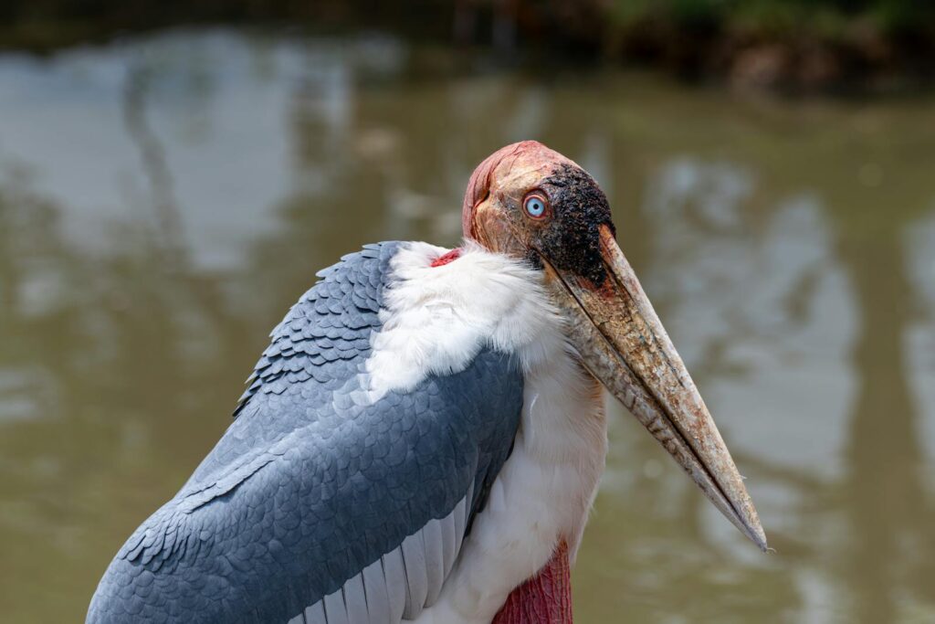 A Marabou stork with a long beak.