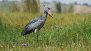 Shoebill waiting patiently in grassy area, ready to catch food.