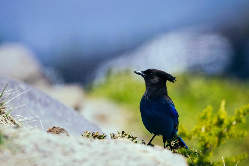 Steller's Jay with vibrant blue plumage perched among rocks and greenery in outdoor setting.