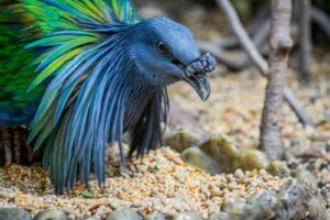 A colorful Nicobar pigeon on sandy ground, highlighting its vibrant plumage.