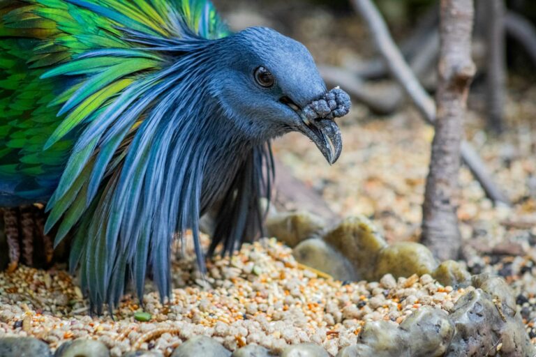 A colorful Nicobar pigeon on sandy ground, highlighting its vibrant plumage.