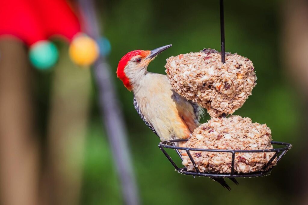 A vibrant red-bellied woodpecker perches and feeds on a hanging seed cake outdoors.