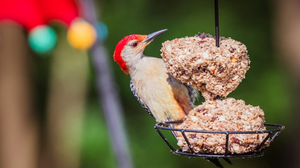 A vibrant red-bellied woodpecker perches and feeds on a hanging seed cake outdoors.