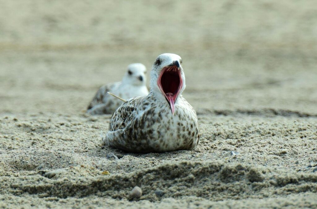 Close-up of a yawning seagull sitting on a sandy beach. Captures wildlife in its natural habitat.