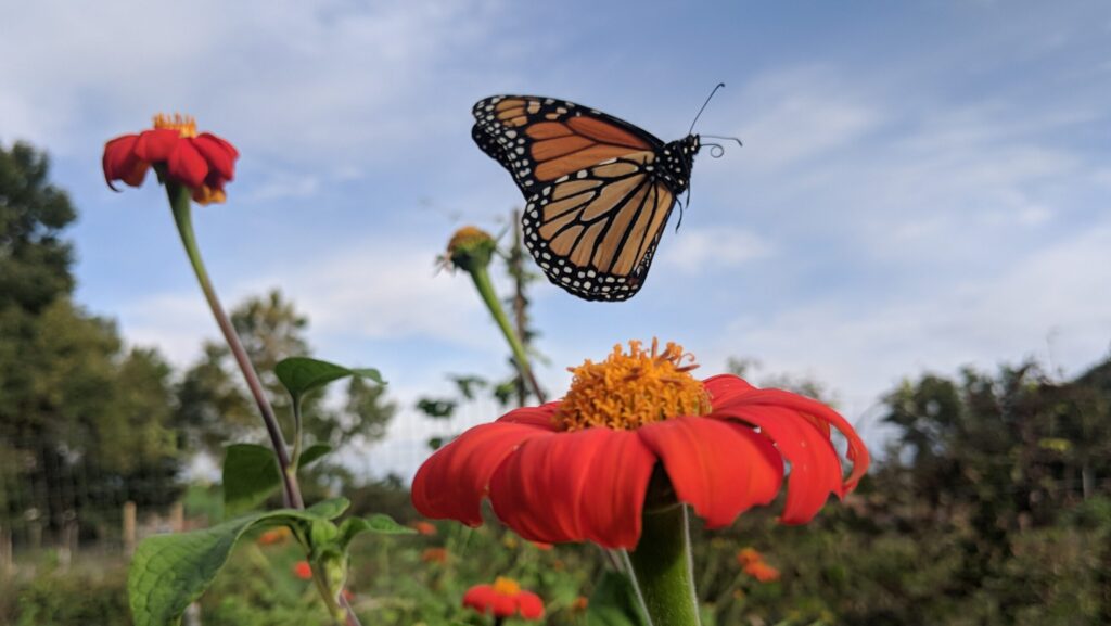 Monarch butterfly flying gracefully above a mexican sunflower