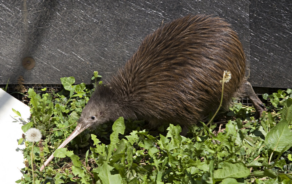 A Brown Kiwi foraging among green plants.