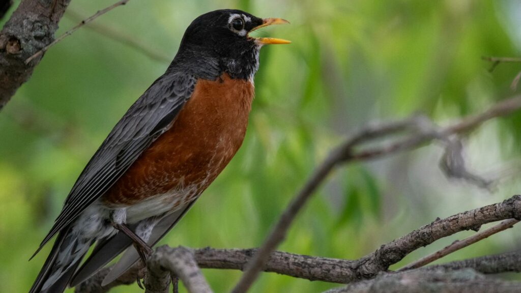 American Robin perched on a branch, vocalizing under the canopy of green leaves