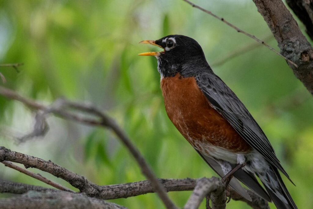 An American Robin with a red breast perches on a branch.
