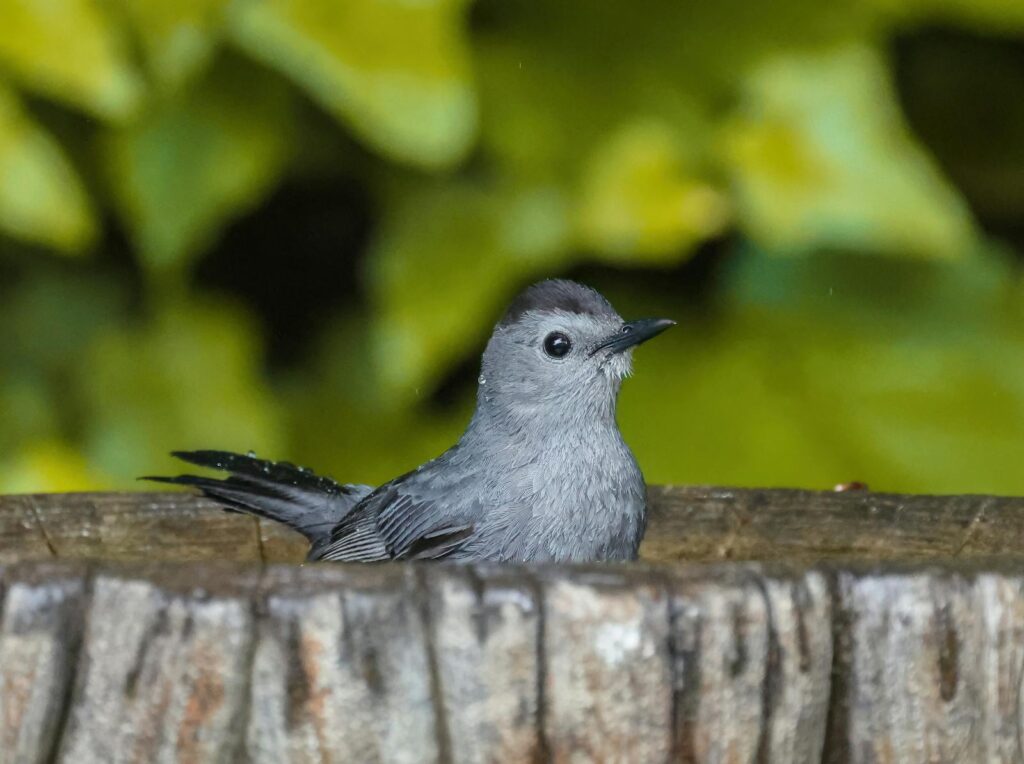 Gray catbird with gray plumage perches in a birdbath.
