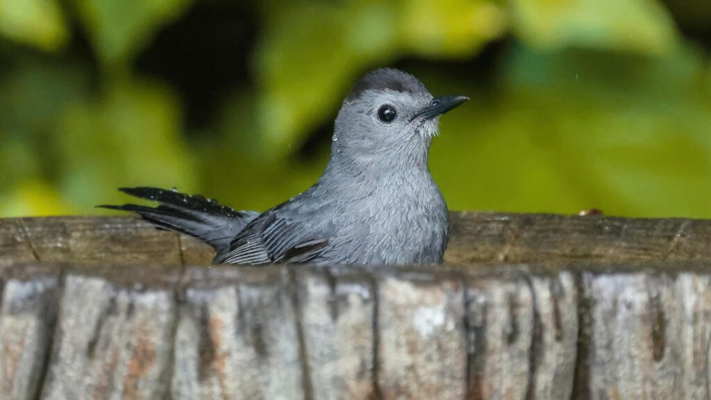 Gray catbird with gray plumage perches in a birdbath.