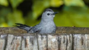Gray catbird with gray plumage perches in a birdbath.