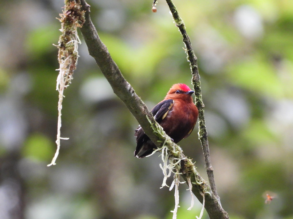 A Red-headed Manakin perches on a mossy branch in a forest setting.